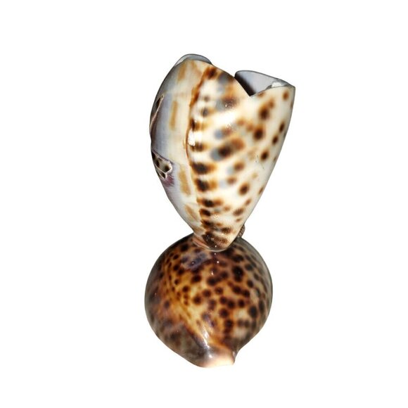 Vintage Cowrie Shell Toothpick Holder Beach House Decor Souviner Collectible - Picture 6 of 9